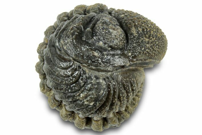 Bargain, Wide Enrolled Morocops Trilobite - Morocco #323227